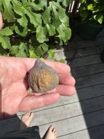 IMG_9815.jpeg