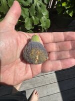 IMG_9816.jpeg