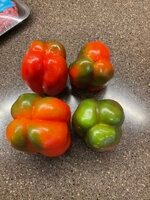 IMG_2643.jpeg