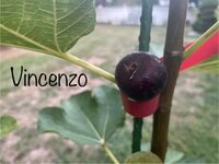 IMG_7599.jpeg