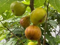 IMG_4224.jpeg