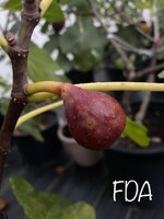 IMG_0834.jpeg