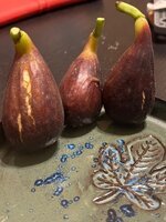 IMG_2350.jpeg