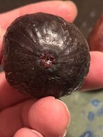IMG_2351.jpeg