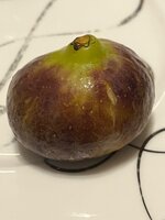 IMG_2336.jpeg