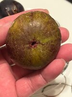 IMG_2338.jpeg