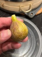 IMG_2345.jpeg