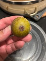IMG_2346.jpeg