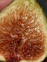 IMG_2348.jpeg