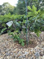 IMG_2227.jpeg