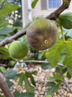 IMG_2228.jpeg