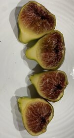 IMG_2240.jpeg