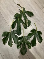 IMG_7693.jpeg