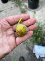 IMG_5349.jpeg