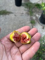 IMG_5350.jpeg