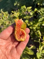 IMG_5656.jpeg
