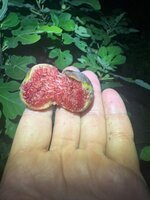 IMG_9084.jpeg