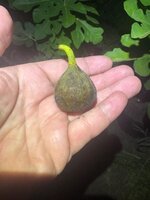 IMG_9082.jpeg