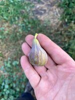 IMG_5505.jpeg