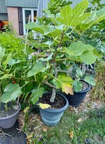 IMG_1157.jpg IMG_1157.jpg