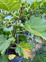 IMG_1158.jpg IMG_1158.jpg