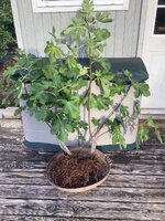 IMG_3008.jpeg IMG_3008.jpeg