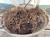 IMG_3010.jpeg IMG_3010.jpeg