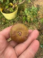 IMG_9831.jpeg