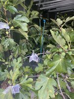 IMG_2344.jpeg