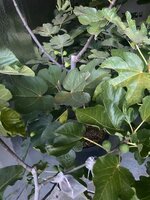 IMG_2345.jpeg