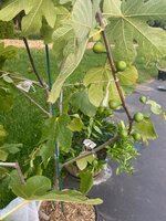 IMG_2348.jpeg