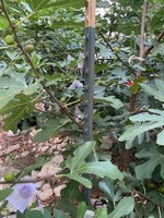 IMG_2351.jpeg