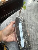 IMG_4659.jpeg