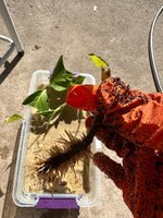 IMG_4919.jpeg
