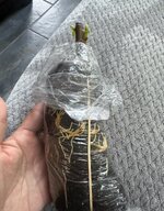 IMG_4934.jpeg