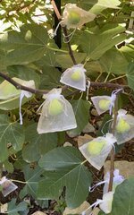 IMG_4076.jpeg