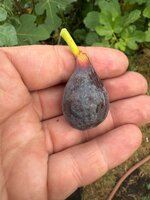 IMG_9594.jpeg IMG_9594.jpeg