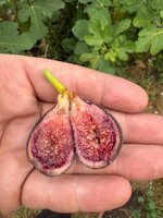 IMG_9595.jpeg IMG_9595.jpeg