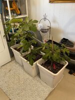 IMG_2713.jpeg IMG_2713.jpeg