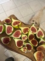 IMG_4692.jpeg