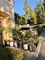 IMG_3615.jpeg