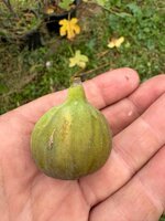IMG_0097.jpeg