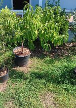 20250725_161444.jpg 20250725_161444.jpg