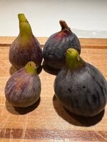 IMG_0027.jpeg IMG_0027.jpeg