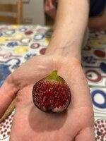 IMG_5342.jpeg IMG_5342.jpeg