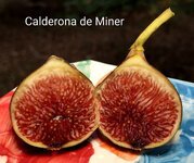 IMG_20251022_154121_MP~2.jpg IMG_20251022_154121_MP~2.jpg