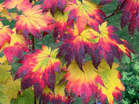 1761672286532.png 1761672286532.png