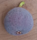 Screenshot_20251030_152459_Gallery.jpg Screenshot_20251030_152459_Gallery.jpg