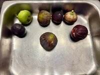 IMG_1559.jpg IMG_1559.jpg