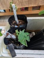 PXL_20251104_145018522.jpg PXL_20251104_145018522.jpg